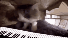 Cat Maestro Piano Cat GIF - Cat Maestro Piano Cat GIFs