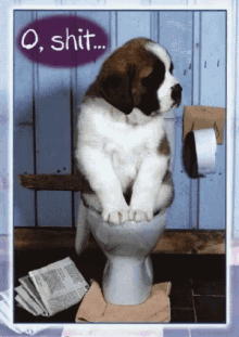 Oh Shit Dog GIF - Oh Shit Dog Looking Around GIFs