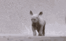 Baby Rhino Cute GIF