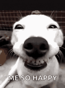 Funny Dogs Me So Happy GIF - Funny Dogs Me So Happy Smile Dog GIFs