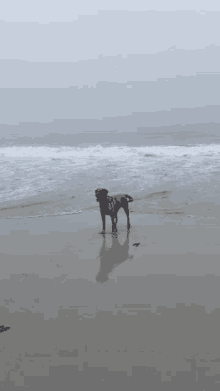 Dog Aqua At The Beach GIF - Dog Aqua At The Beach Aqua The Dog At The Beach GIFs