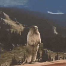 a ground squirrel standing on its hind legs with the words myth support written below it