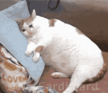 Fat Cat Vanished GIF - Fat Cat Vanished GIFs