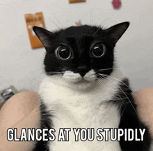 a black and white cat with the words glances at you stupidly written above it