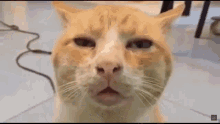 Stoned Cat GIF - Stoned Cat Stoned Cat GIFs
