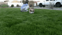 corgi running dog cute