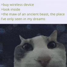 Cat Wifi GIF - Cat Wifi Ancient Beast GIFs