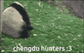 Panda Chengdu GIF