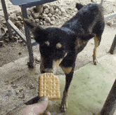 Dogy Lovers Dog Lovers GIF