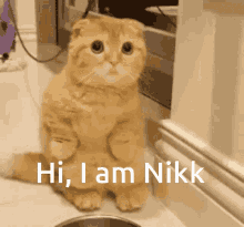 Nikk Hi Nikk GIF - Nikk Hi Nikk Hellow Cat GIFs