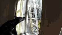 The Great Escape GIF - Dog Window Escape GIFs
