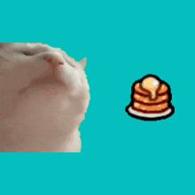 a cat looks at a stack of pancakes with syrup on it