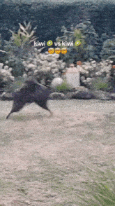 a dog is running in a field with kiwi vs kiwi written on the bottom