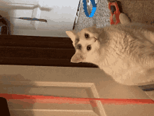 Cat Sus GIF