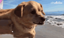 Holding The Dog In The Sea The Pet Collective GIF - Holding The Dog In The Sea The Pet Collective Dog GIFs