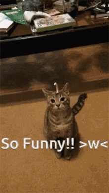 Cat Dosent Know Wats On Its Head GIF - Cat Dosent Know Wats On Its Head GIFs