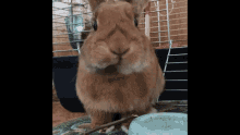Chewing Bunny Chewing Rabbit GIF - Chewing Bunny Chewing Rabbit Eating Bunny GIFs