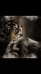 Tiger Cigar GIF - Tiger Cigar Cigarette GIFs