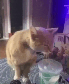 Cat Drinking GIF - Cat Drinking Cat Drinking GIFs