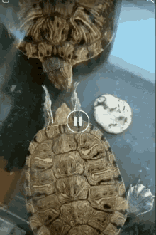 Turtle Happy GIF - Turtle Happy Slapper GIFs
