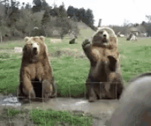 get em stumpy bears waving