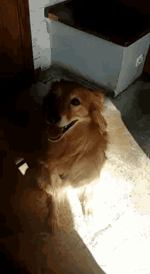 a brown dog is sitting on the floor in front of a white box