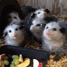 a bunch of opossums are eating fruit from a black container
