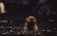 Otter GIF - Otter GIFs