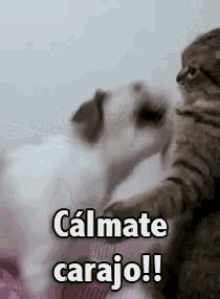 Calmate GIF - Cats Dog Fight GIFs