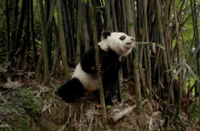 Panda Forest GIF - Panda Forest Nature GIFs