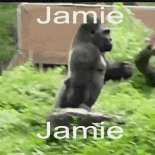 Jamie Gorilla GIF - Jamie Gorilla Monkey GIFs