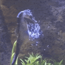 a seahorse is swimming in a tank with bubbles coming out of it 's mouth
