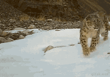 Leopard Snow GIF