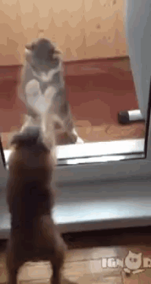 There'S Some Kind Of Barrier! GIF - Dog Cat Fight GIFs