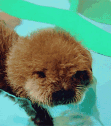Otter Pup Otter GIF - Otter Pup Otter Sad GIFs