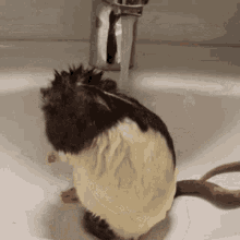 Cute Rat GIF - Cute Rat GIFs