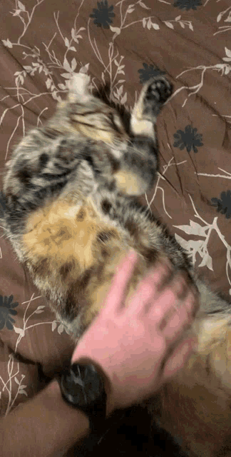 Superfette Katze GIF