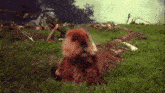 a squirrel is sitting in the grass with its mouth open