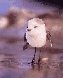 Yalbitbit Bird GIF - Yalbitbit Bird Chirping GIFs