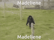 Madaline Madeliene GIF - Madaline Madeliene GIFs