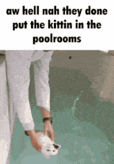 Cat Pool GIF - Cat Pool Poolrooms GIFs