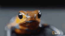 Stare That Frog Is Poison GIF