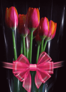 Tulips Raindrops GIF