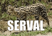 Serval Cat GIF - Serval Cat Serval Food GIFs