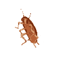 cockroach jelleton