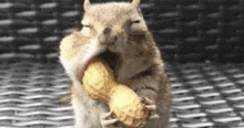 a chipmunk is eating a peanut on a wicker table .