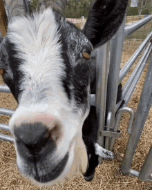 Goat Goats GIF - Goat Goats Lick GIFs