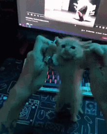 Cat Cats GIF - Cat Cats Cat Dance GIFs