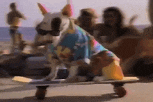 a bull terrier wearing a colorful shirt and sunglasses is riding a skateboard