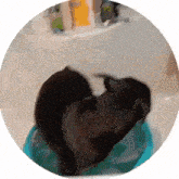 a couple of cats are sitting in a blue bowl in a bathtub .